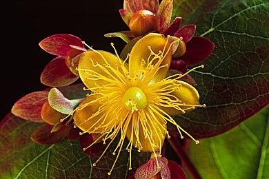 《糖豆人：终极淘汰赛》今日起免费：Epic独占PC版